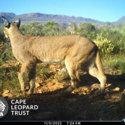 Caracal